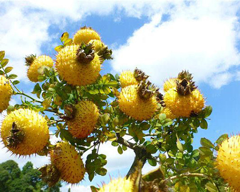 刺梨加工青青草污网站APP