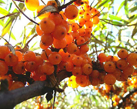 沙棘果加工青青草污网站APP